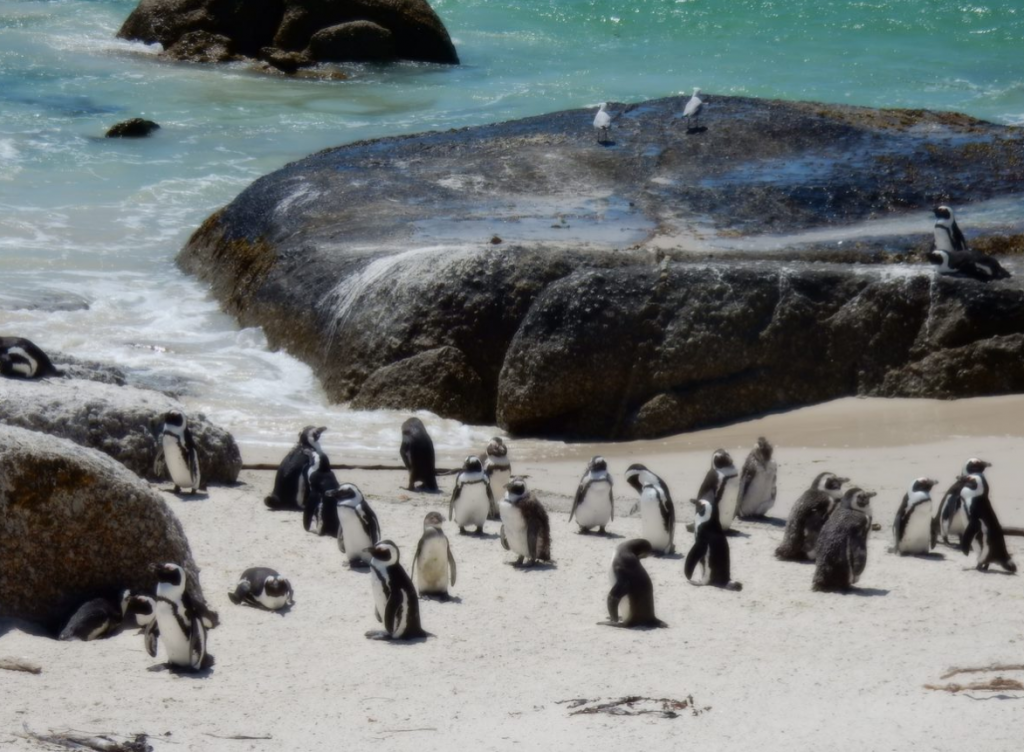 How to make the most of a week in Cape Town