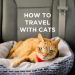 How to Move like a Pro: Moving Tips and Checklist