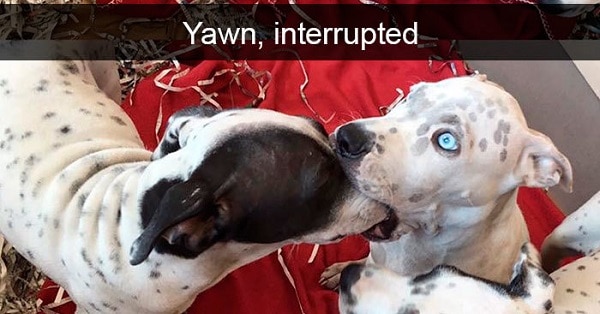 21 Dog Snapchats That Remind Us Why We Love Them More Than Cats