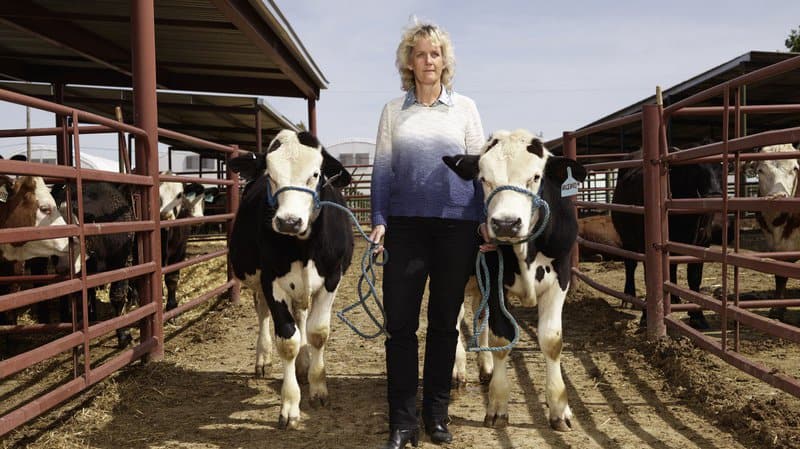 Meet the Woman Using CRISPR to Breed All-Male “Terminator Cattle”