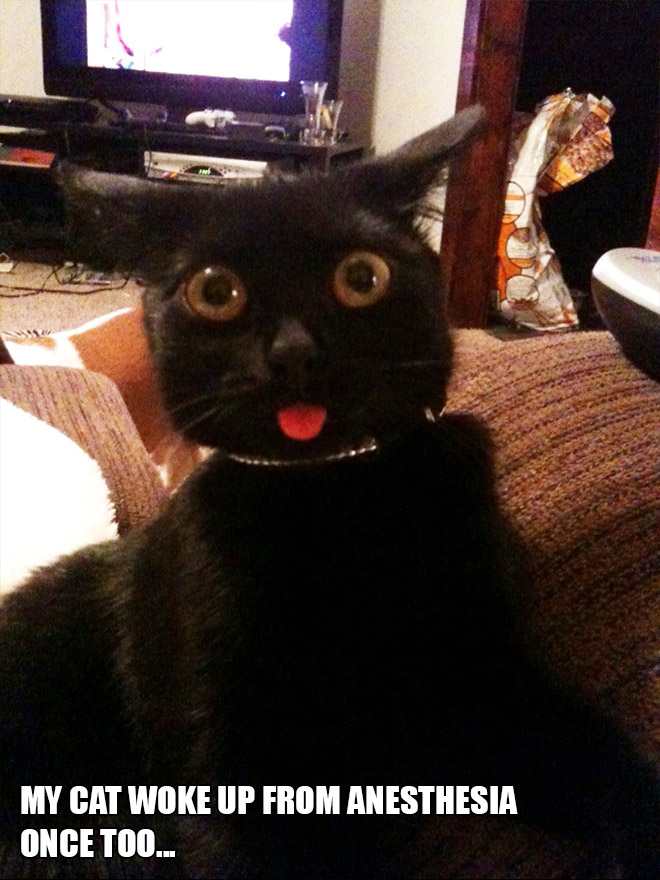 Pets Who Just Came Back From The Vet: Their Expressions Say It All