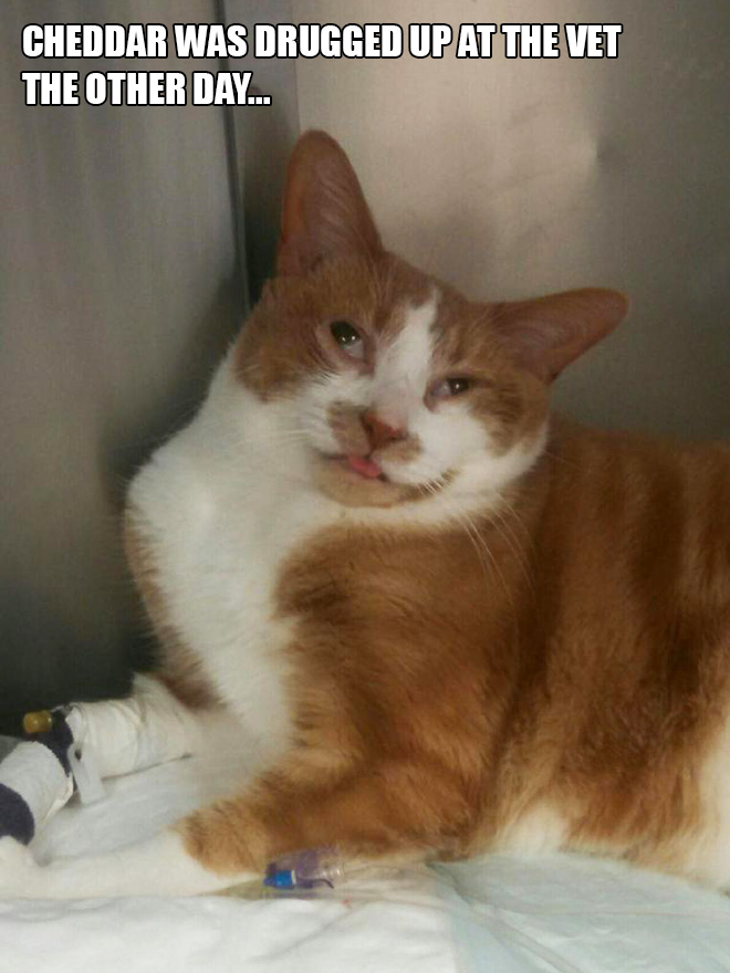 Pets Who Just Came Back From The Vet: Their Expressions Say It All