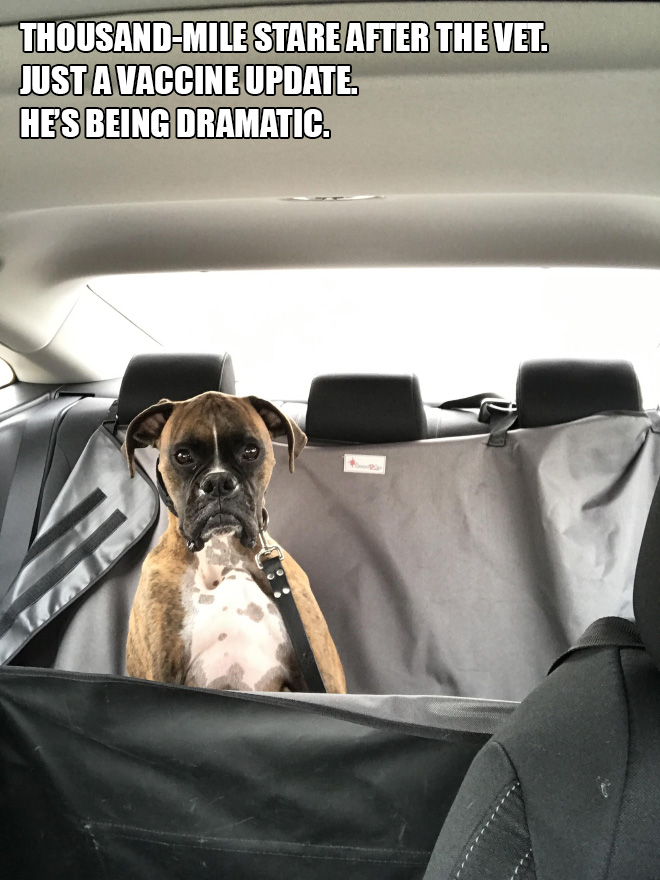 Pets Who Just Came Back From The Vet: Their Expressions Say It All