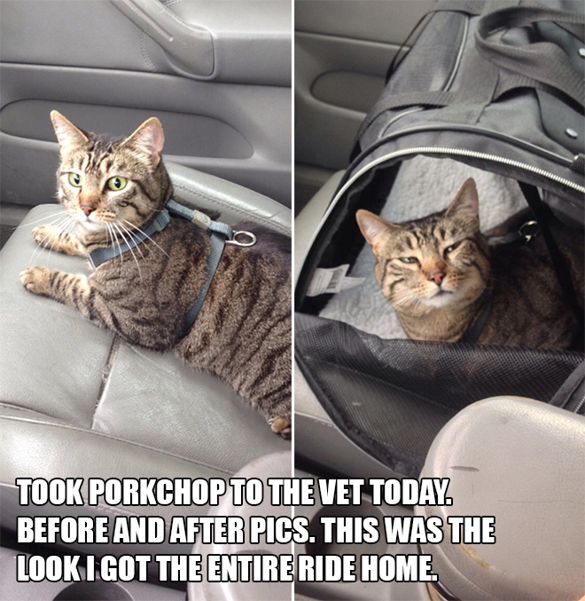 Pets Who Just Came Back From The Vet: Their Expressions Say It All