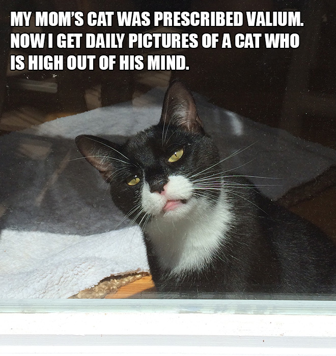 Pets Who Just Came Back From The Vet: Their Expressions Say It All