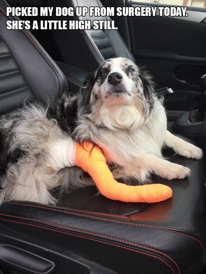 Pets Who Just Came Back From The Vet: Their Expressions Say It All