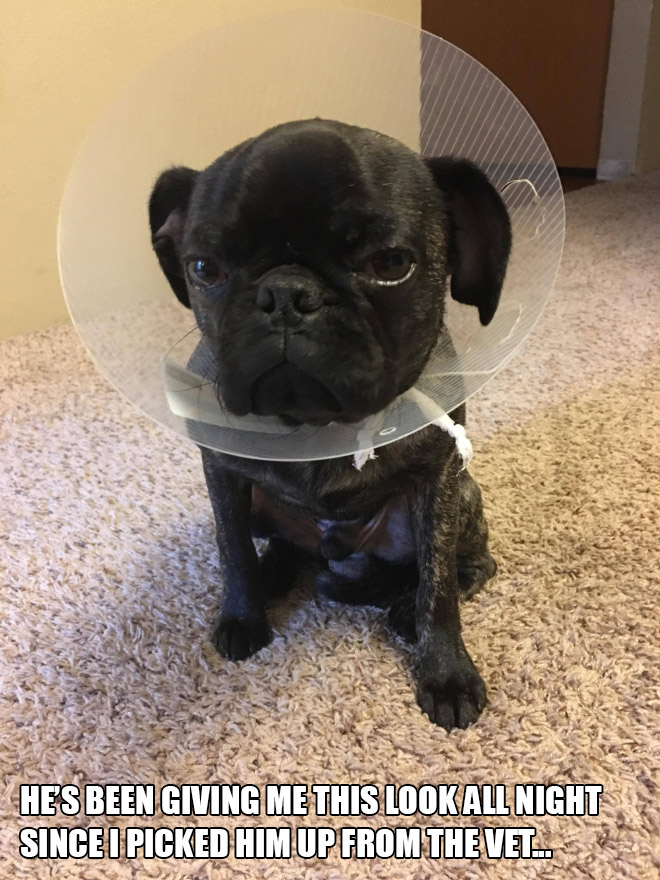 Pets Who Just Came Back From The Vet: Their Expressions Say It All