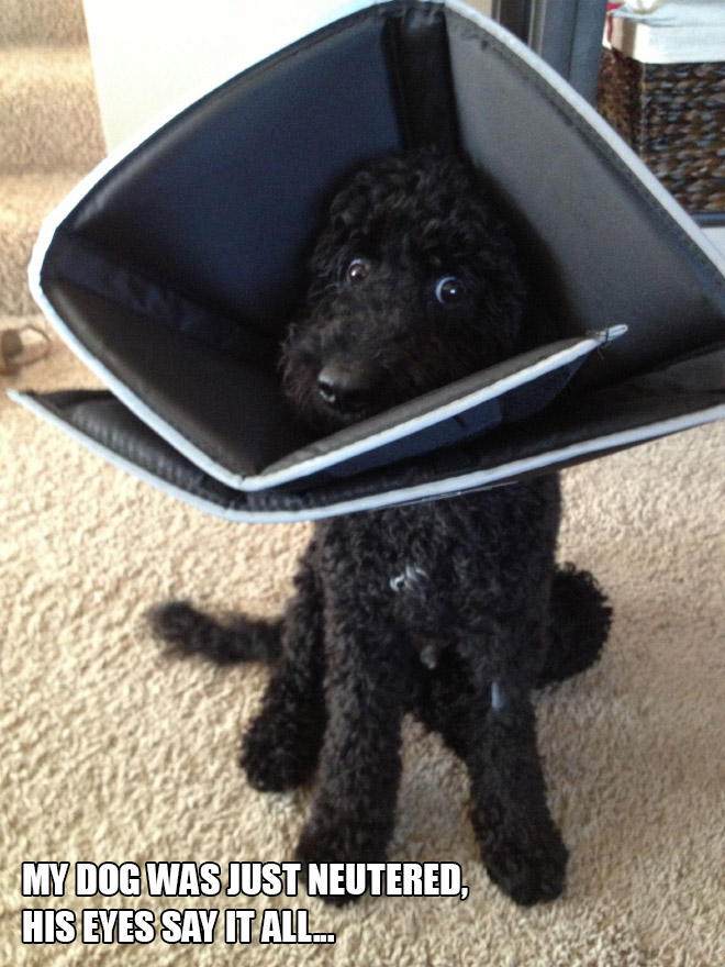 Pets Who Just Came Back From The Vet: Their Expressions Say It All