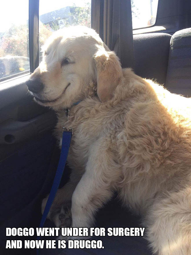 Pets Who Just Came Back From The Vet: Their Expressions Say It All