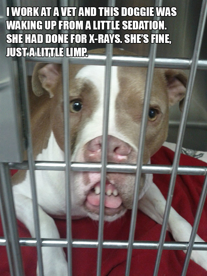 Pets Who Just Came Back From The Vet: Their Expressions Say It All