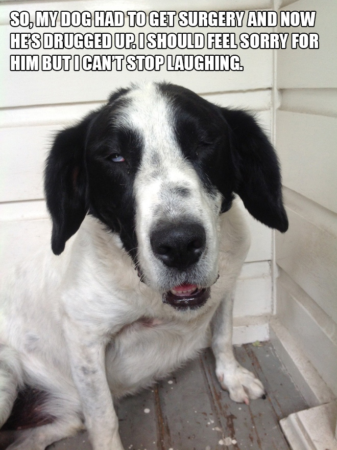 Pets Who Just Came Back From The Vet: Their Expressions Say It All