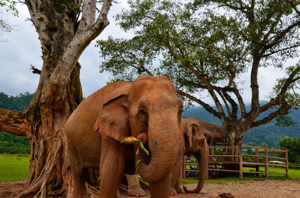Elephant Nature Park in Thailand: Voluntourism at Its Best