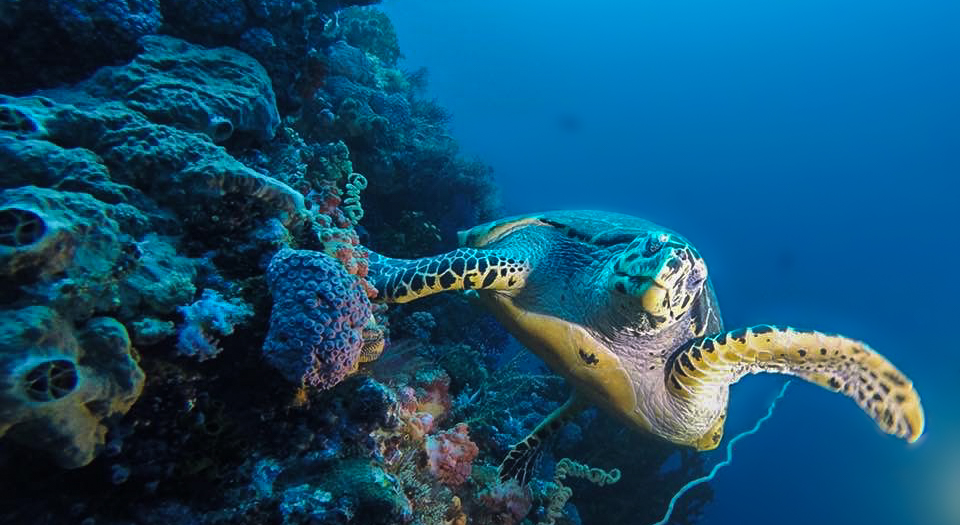 A Guide To Rarotonga in the Cook Islands