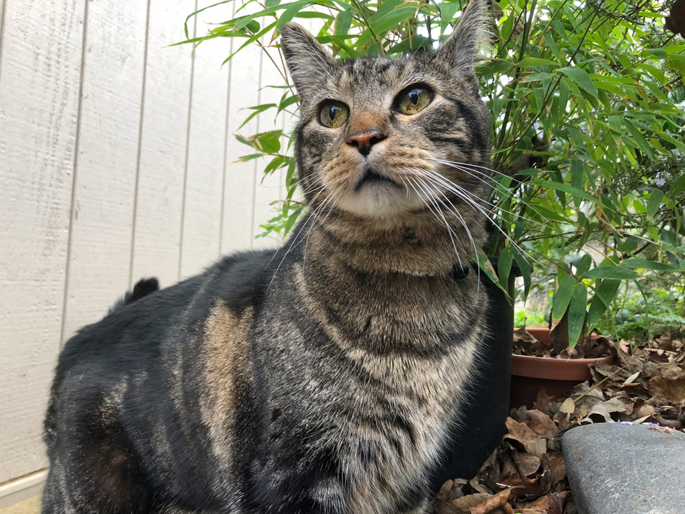 Sundays With Tabs the Cat, Makeup and Beauty Blog Mascot, Vol. 484