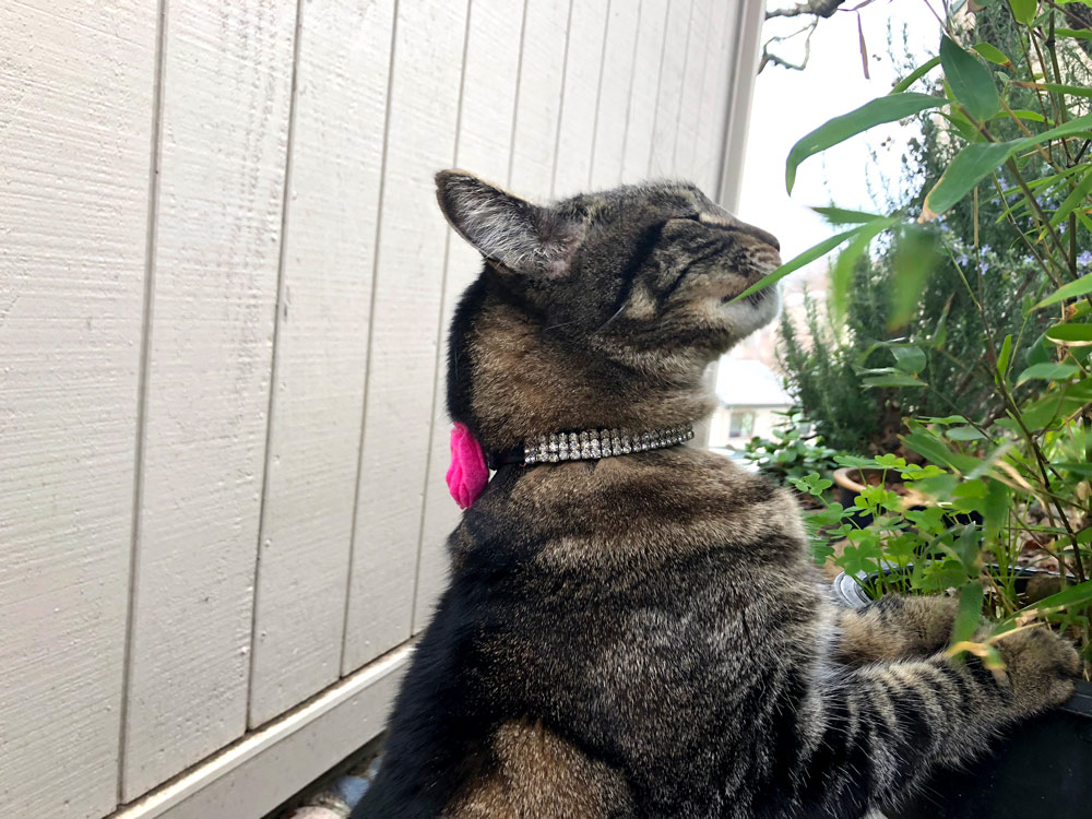 Sundays With Tabs the Cat, Makeup and Beauty Blog Mascot, Vol. 484