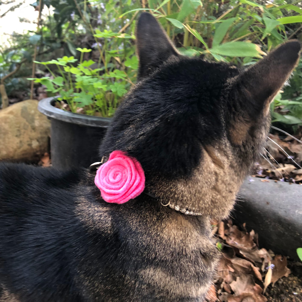 Sundays With Tabs the Cat, Makeup and Beauty Blog Mascot, Vol. 484