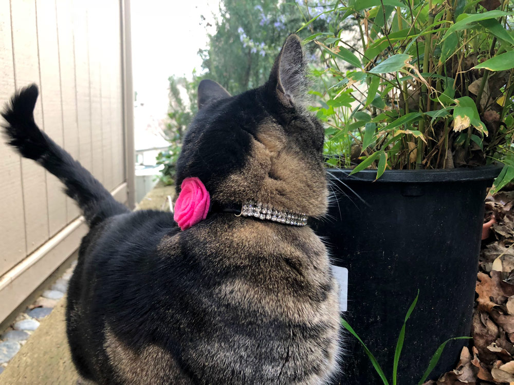 Sundays With Tabs the Cat, Makeup and Beauty Blog Mascot, Vol. 484