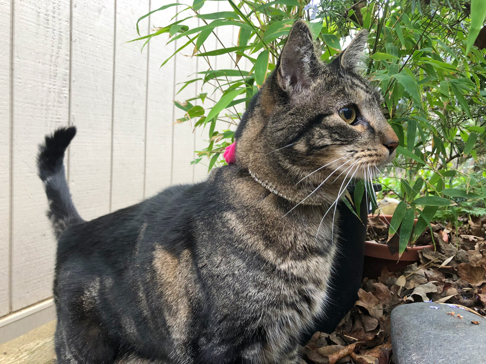 Sundays With Tabs the Cat, Makeup and Beauty Blog Mascot, Vol. 484