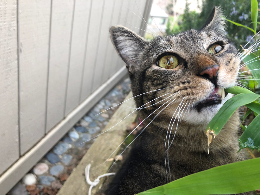 Sundays With Tabs the Cat, Makeup and Beauty Blog Mascot, Vol. 484