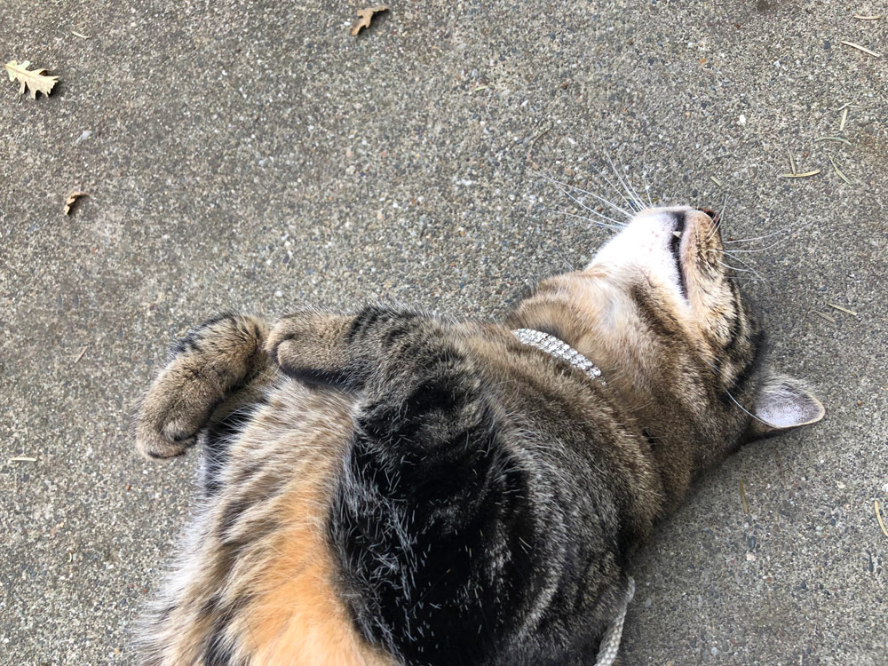 Sundays With Tabs the Cat, Makeup and Beauty Blog Mascot, Vol. 484