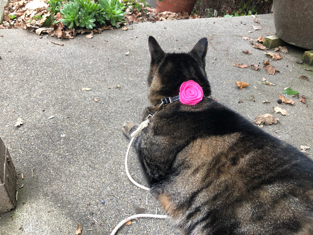 Sundays With Tabs the Cat, Makeup and Beauty Blog Mascot, Vol. 484