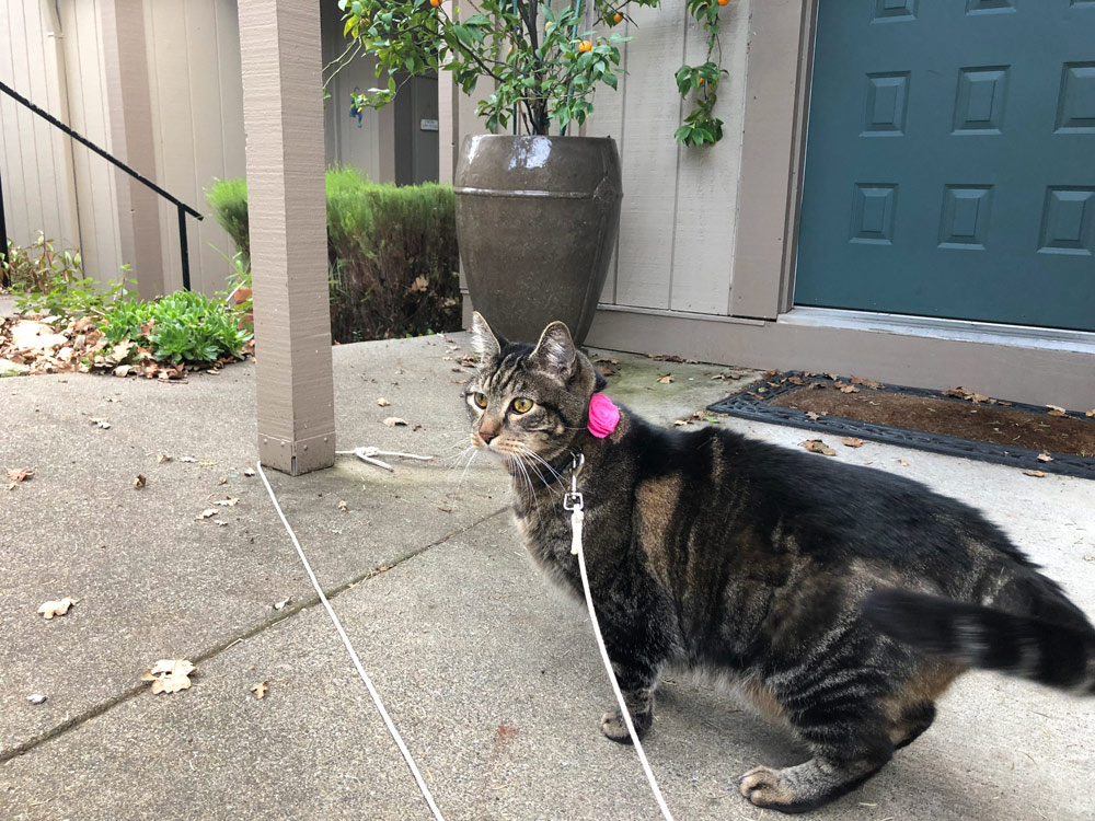 Sundays With Tabs the Cat, Makeup and Beauty Blog Mascot, Vol. 484