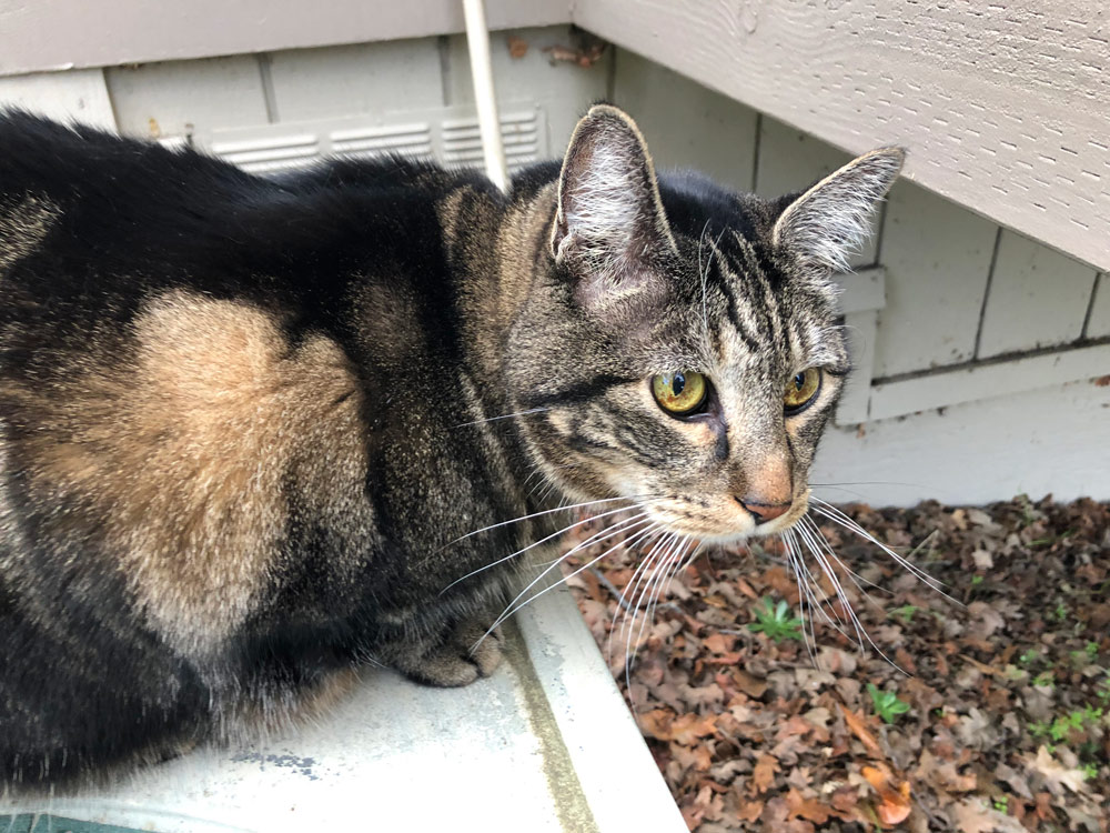 Sundays With Tabs the Cat, Makeup and Beauty Blog Mascot, Vol. 484