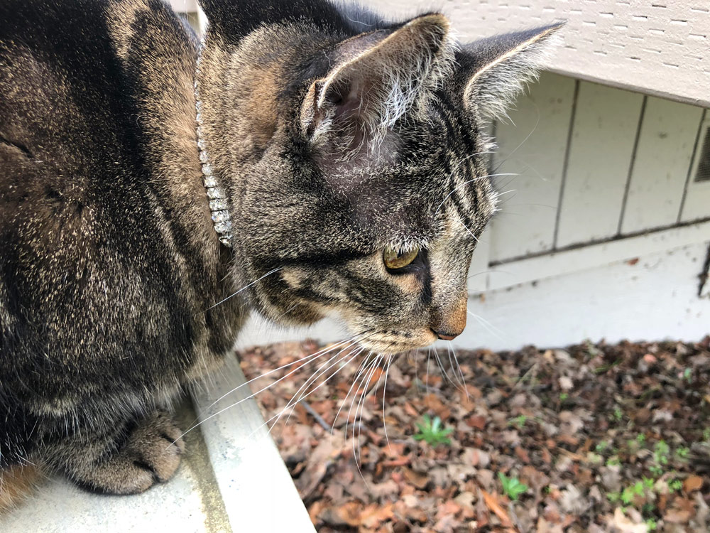 Sundays With Tabs the Cat, Makeup and Beauty Blog Mascot, Vol. 484