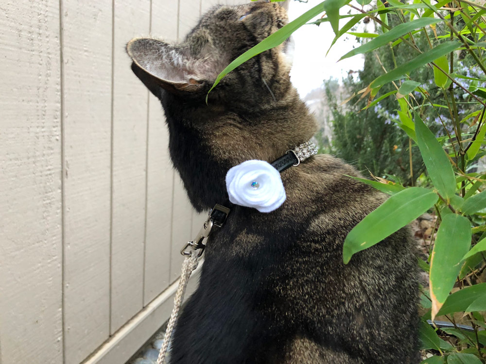 Sundays With Tabs the Cat, Makeup and Beauty Blog Mascot, Vol. 484