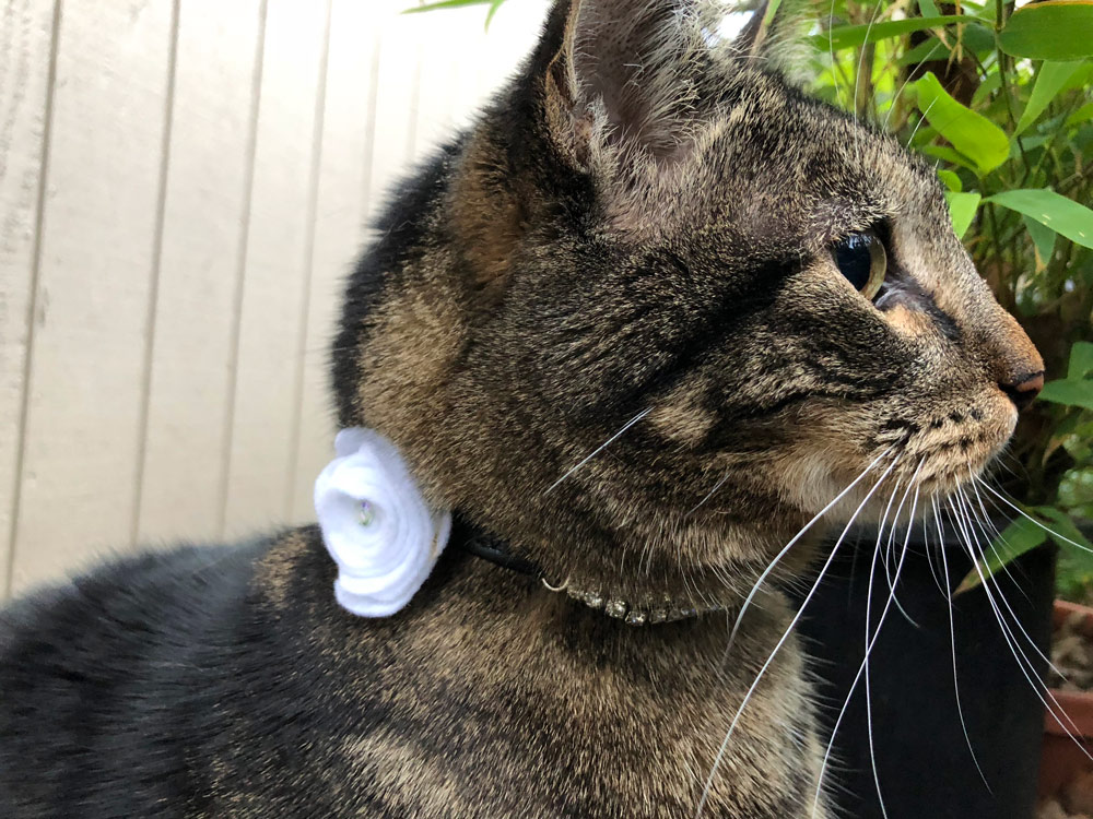 Sundays With Tabs the Cat, Makeup and Beauty Blog Mascot, Vol. 484