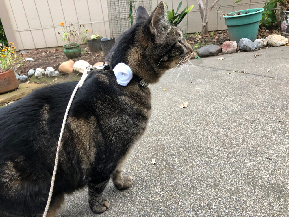Sundays With Tabs the Cat, Makeup and Beauty Blog Mascot, Vol. 484