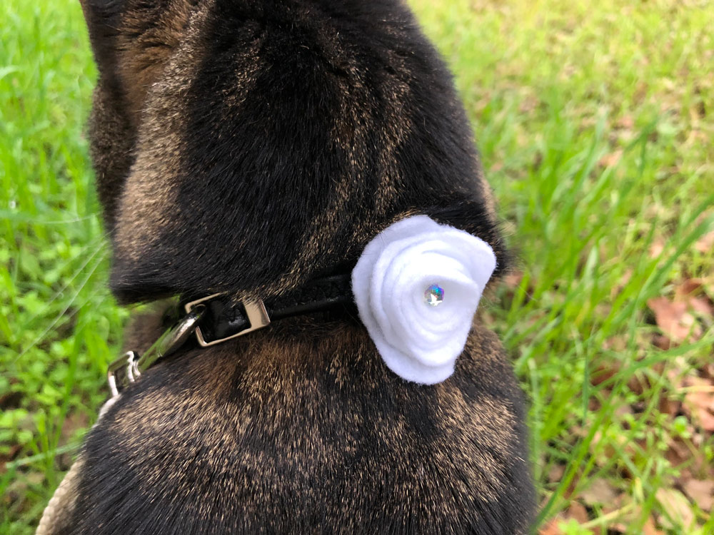 Sundays With Tabs the Cat, Makeup and Beauty Blog Mascot, Vol. 484