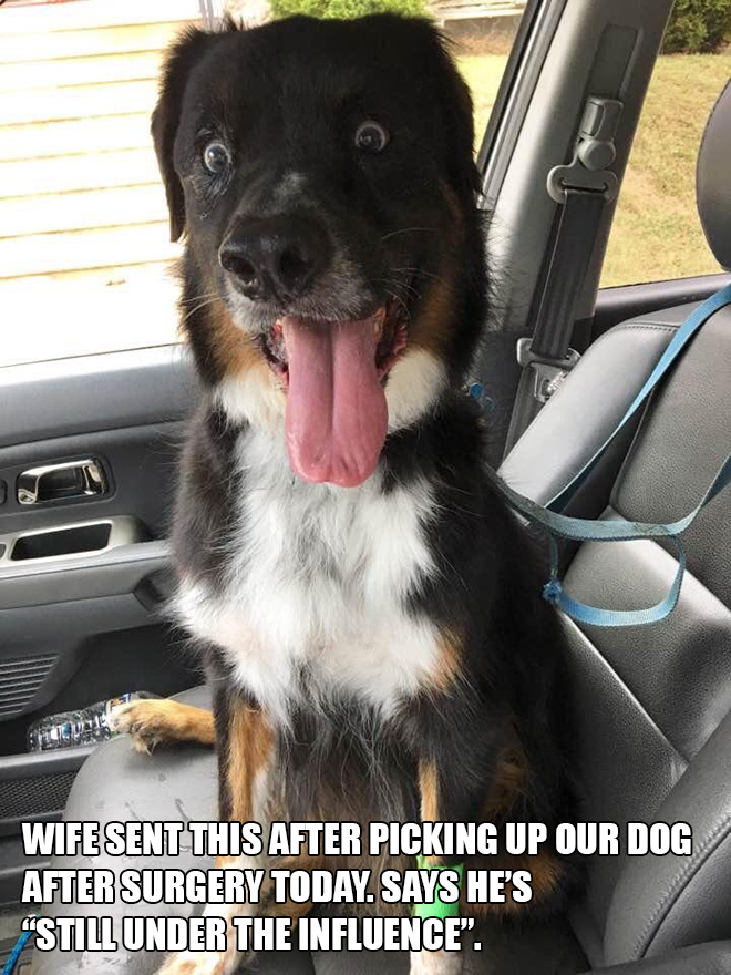 Pets Who Just Came Back From The Vet: Their Expressions Say It All