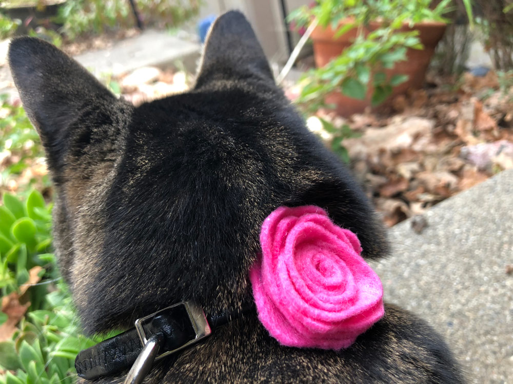 Sundays With Tabs the Cat, Makeup and Beauty Blog Mascot, Vol. 484