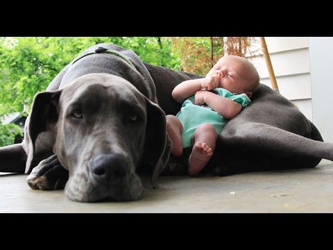 Big Dogs Playing with Babies Compilation 2015 [NEW HD VIDEO]