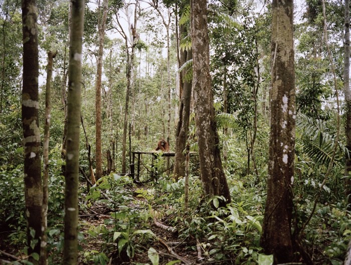 The World as Forest – a fabulously perceptive and captivating exhibition
