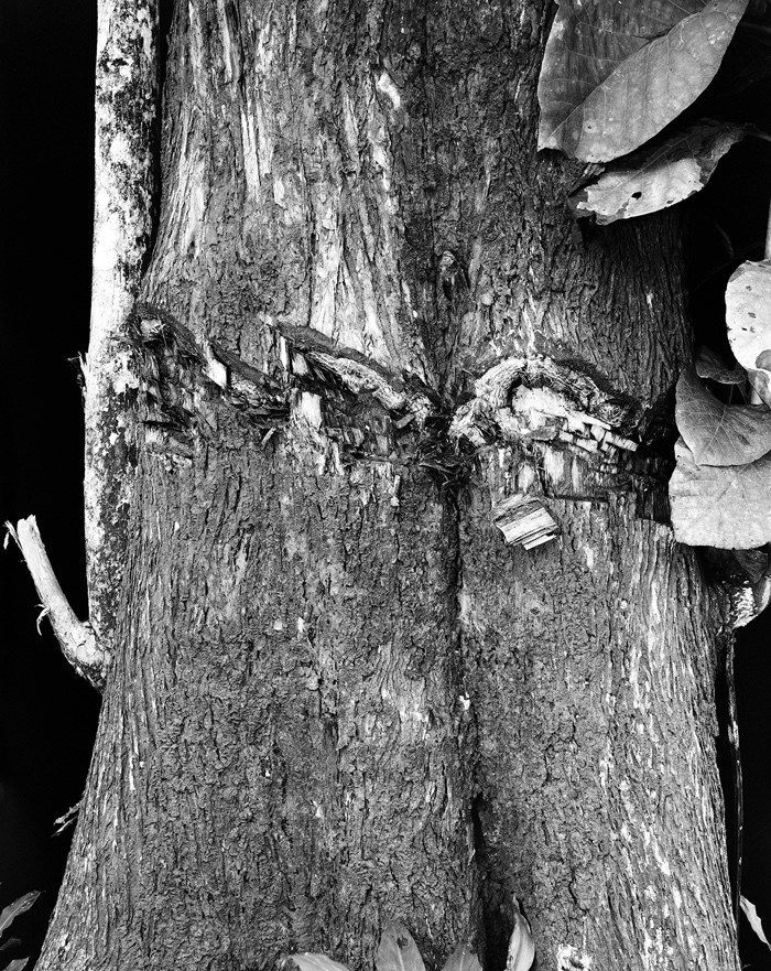 The World as Forest – a fabulously perceptive and captivating exhibition