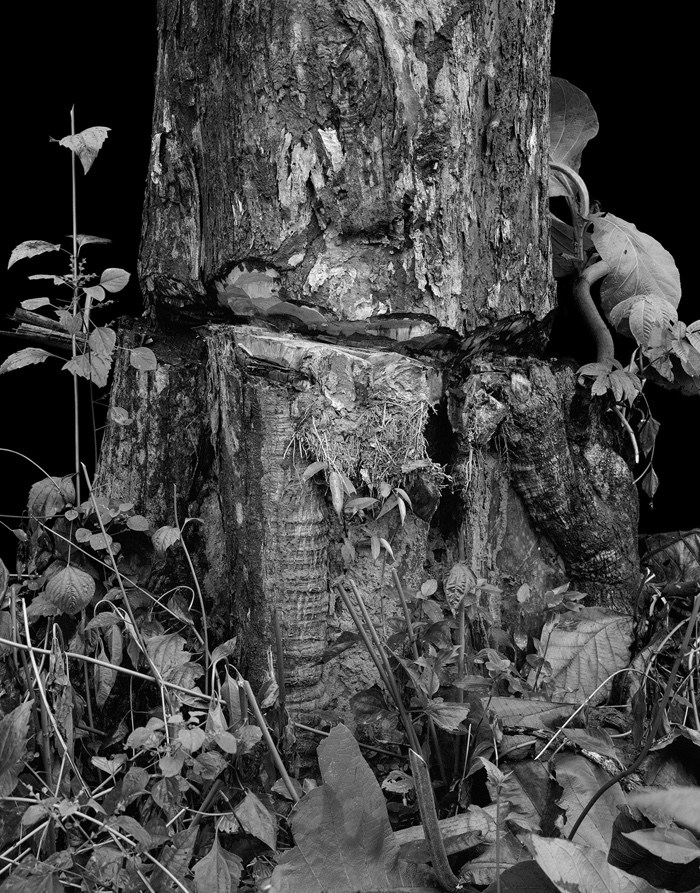 The World as Forest – a fabulously perceptive and captivating exhibition