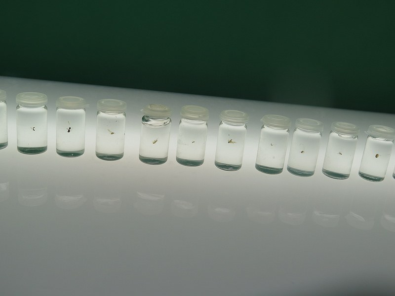 The World as Forest – a fabulously perceptive and captivating exhibition