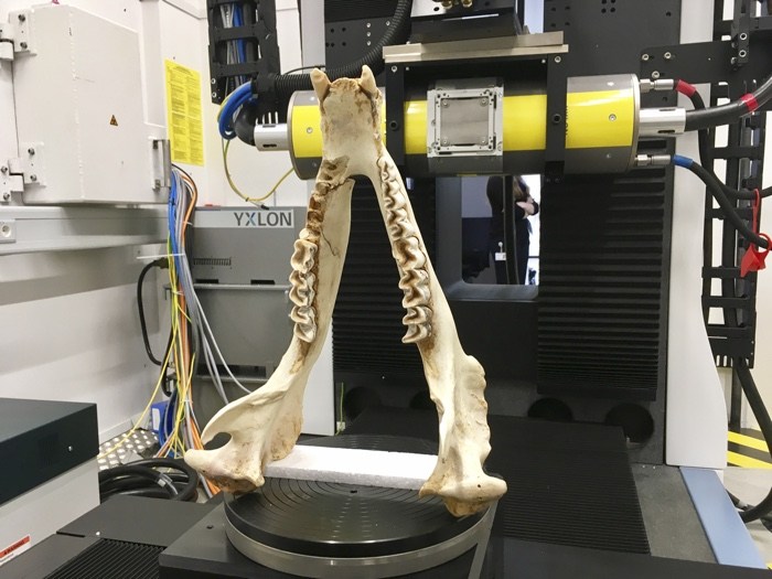 The World as Forest – a fabulously perceptive and captivating exhibition