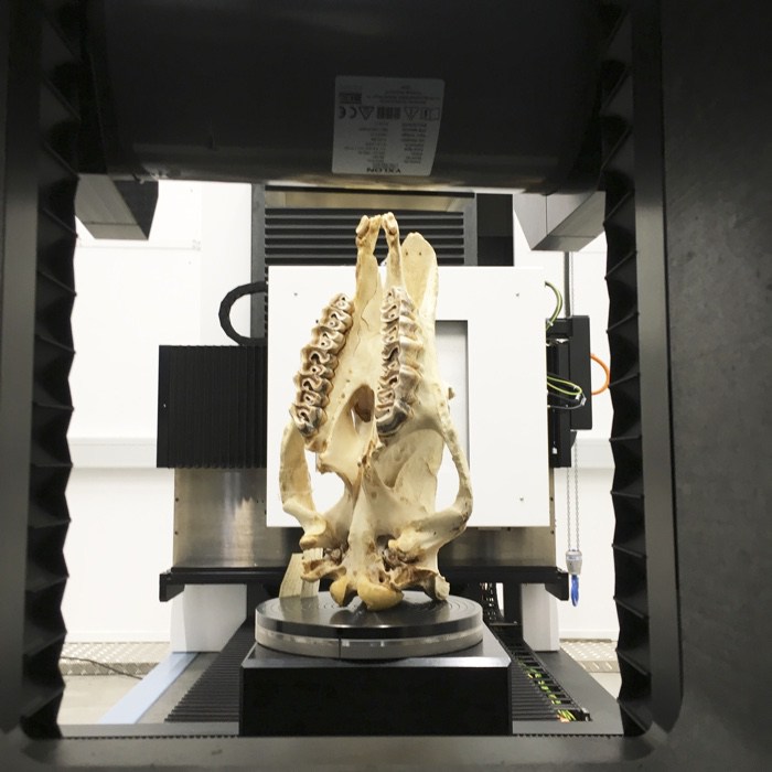 The World as Forest – a fabulously perceptive and captivating exhibition