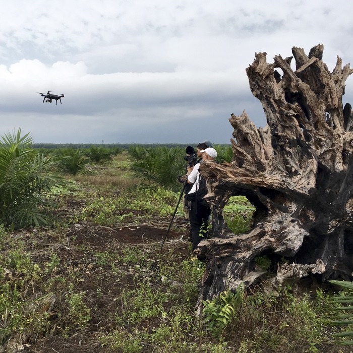 The World as Forest – a fabulously perceptive and captivating exhibition