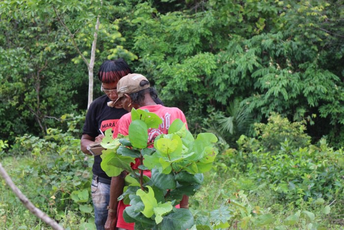 The World as Forest – a fabulously perceptive and captivating exhibition