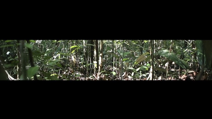 The World as Forest – a fabulously perceptive and captivating exhibition