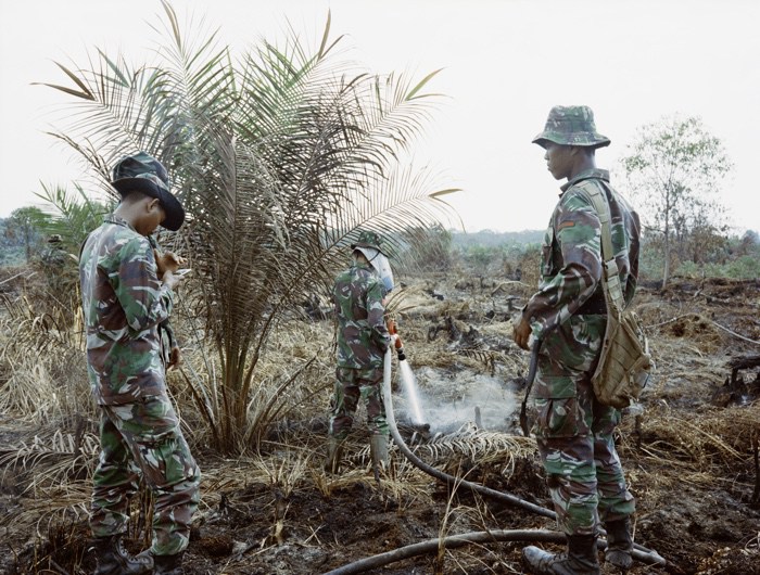 The World as Forest – a fabulously perceptive and captivating exhibition