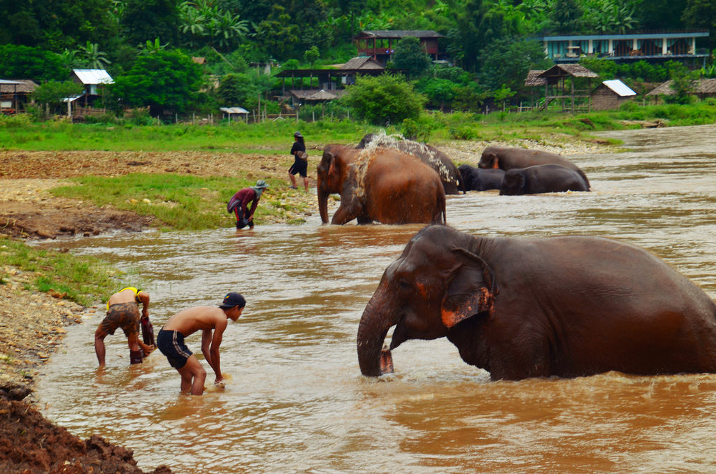 Elephant Nature Park in Thailand: Voluntourism at Its Best