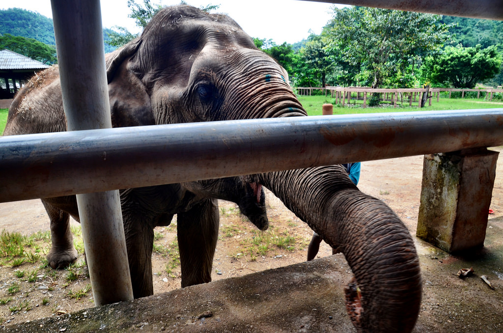 Elephant Nature Park in Thailand: Voluntourism at Its Best