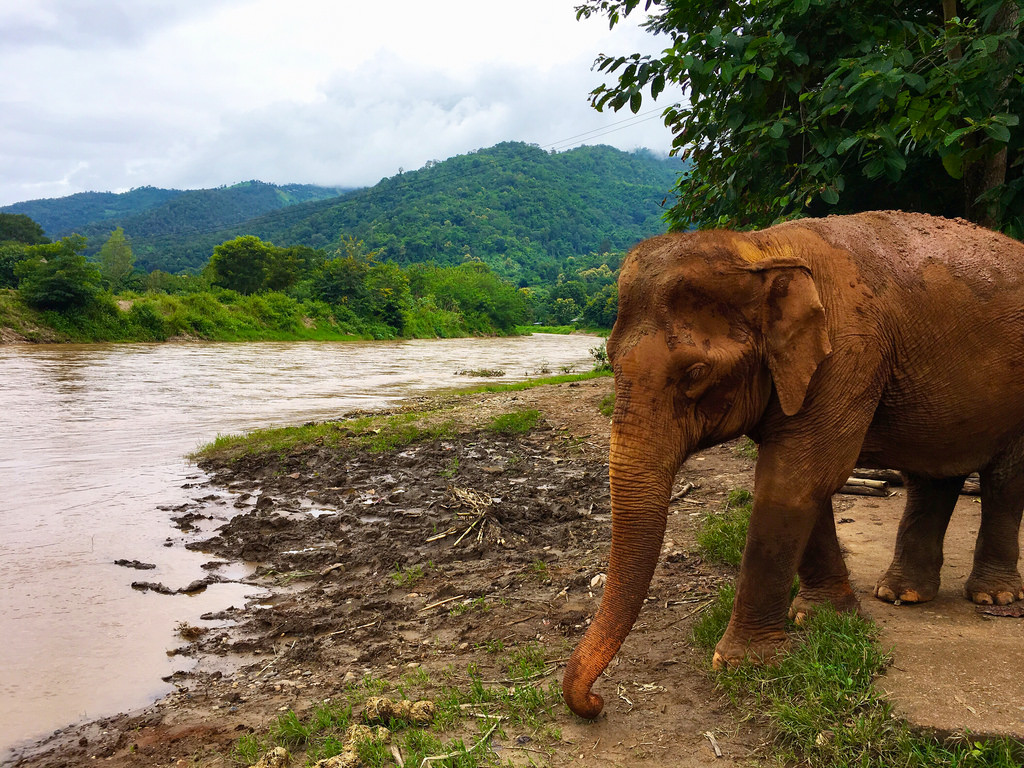 Elephant Nature Park in Thailand: Voluntourism at Its Best