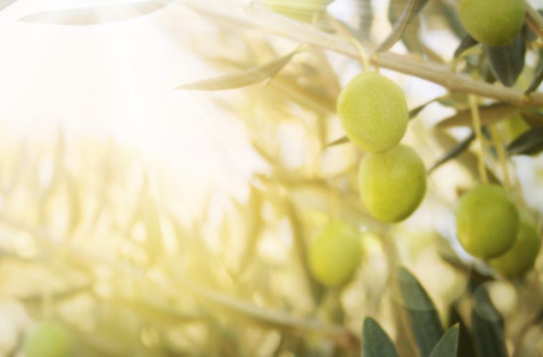 Olive Leaf and Longevity. Major Health Benefits Discovered in Recent