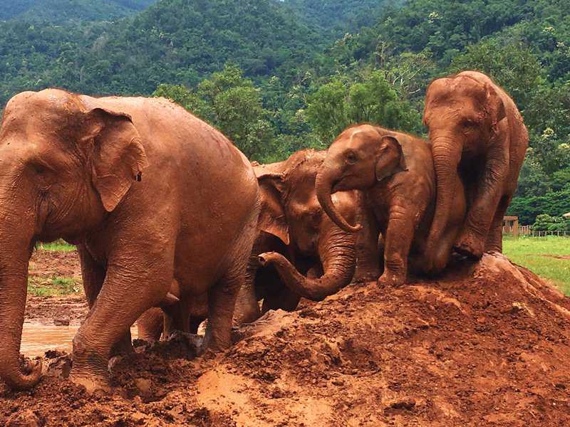 Elephant Nature Park in Thailand: Voluntourism at Its Best